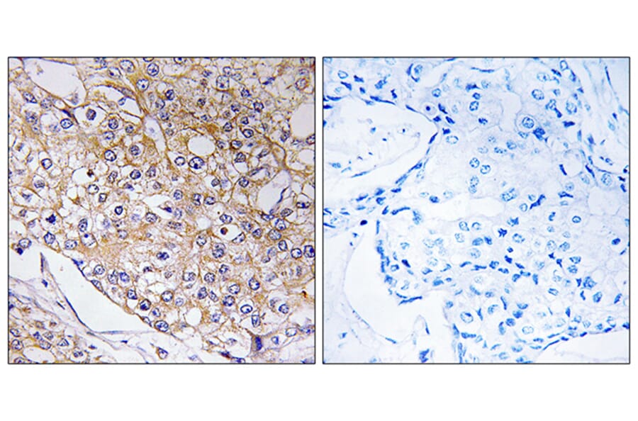 Immunohistochemistry - Anti-TRAPPC1 Antibody (C19143) - Antibodies.com
