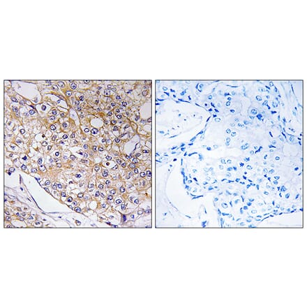 Immunohistochemistry - Anti-TRAPPC1 Antibody (C19143) - Antibodies.com
