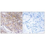 Immunohistochemistry - Anti-TRAPPC1 Antibody (C19143) - Antibodies.com