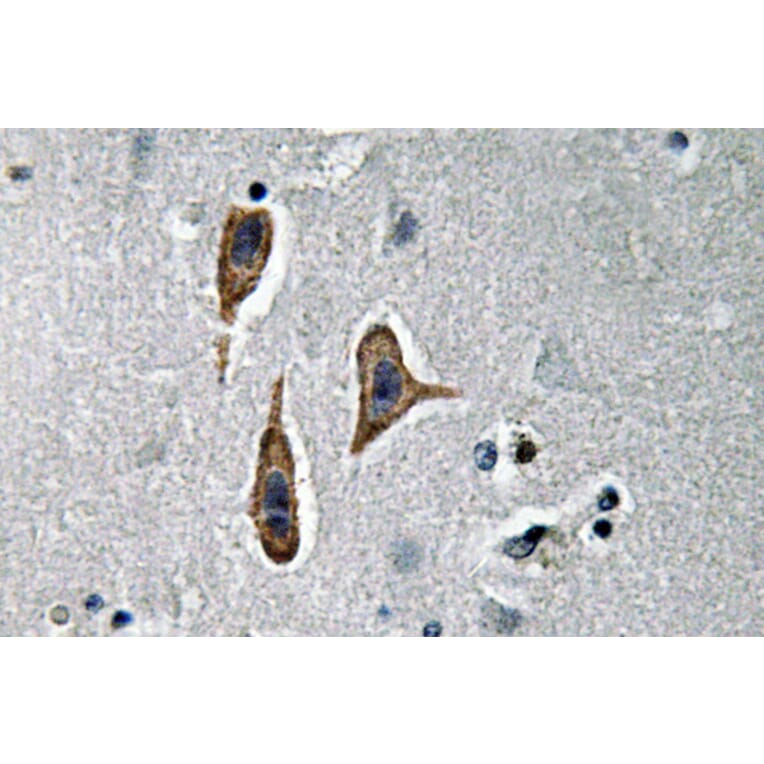 Immunohistochemistry - Anti-Nephrin Antibody (R12-2254) - Antibodies.com