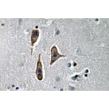 Immunohistochemistry - Anti-Nephrin Antibody (R12-2254) - Antibodies.com