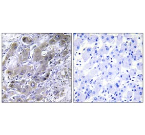 Immunohistochemistry - Anti-MRPS18A Antibody (C14037) - Antibodies.com
