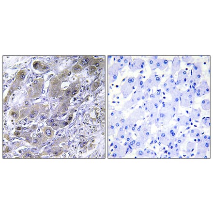 Immunohistochemistry - Anti-MRPS18A Antibody (C14037) - Antibodies.com