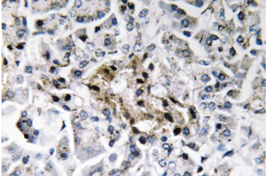 Immunohistochemistry - Anti-Insulin Antibody (R12-2219) - Antibodies.com