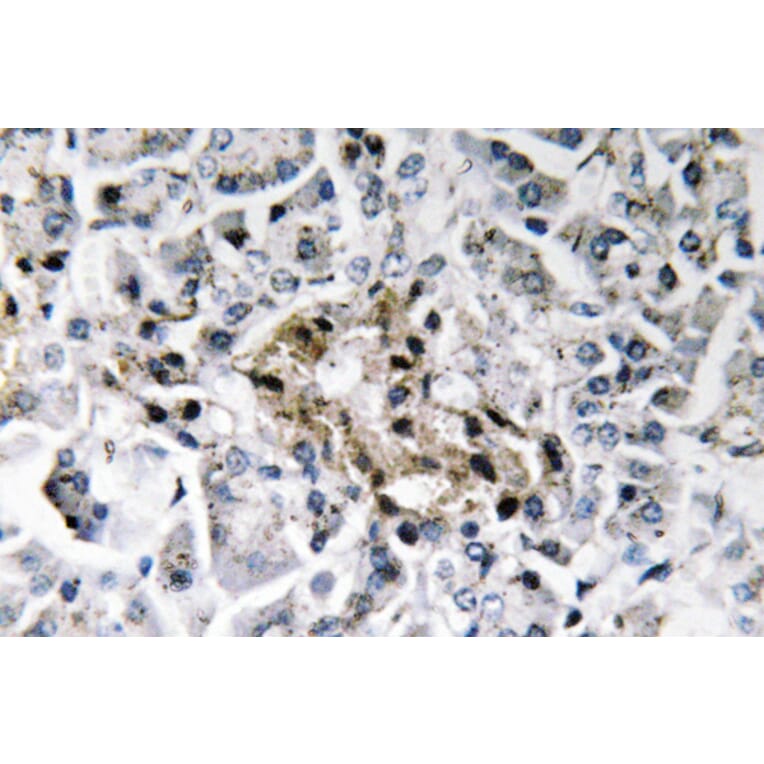 Immunohistochemistry - Anti-Insulin Antibody (R12-2219) - Antibodies.com
