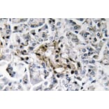 Immunohistochemistry - Anti-Insulin Antibody (R12-2219) - Antibodies.com