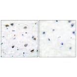 Immunohistochemistry - Anti-GABA-RB Antibody (B0011) - Antibodies.com