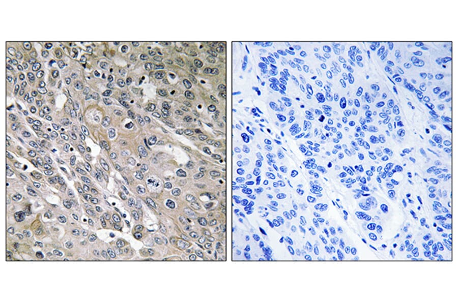 Immunohistochemistry - Anti-ARHGEF9 Antibody (C18398) - Antibodies.com