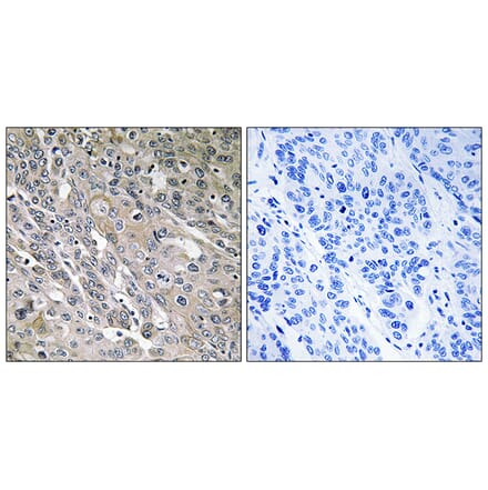 Immunohistochemistry - Anti-ARHGEF9 Antibody (C18398) - Antibodies.com