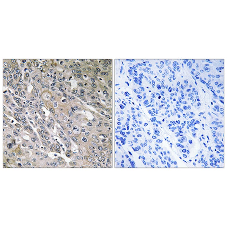 Immunohistochemistry - Anti-ARHGEF9 Antibody (C18398) - Antibodies.com