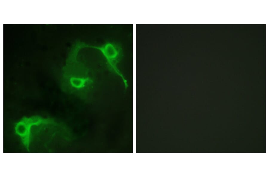 Immunofluorescence - Anti-VAV2 Antibody (B1241) - Antibodies.com