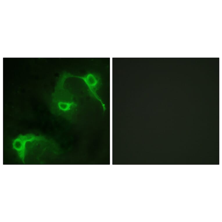 Immunofluorescence - Anti-VAV2 Antibody (B1241) - Antibodies.com