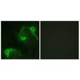 Immunofluorescence - Anti-VAV2 Antibody (B1241) - Antibodies.com