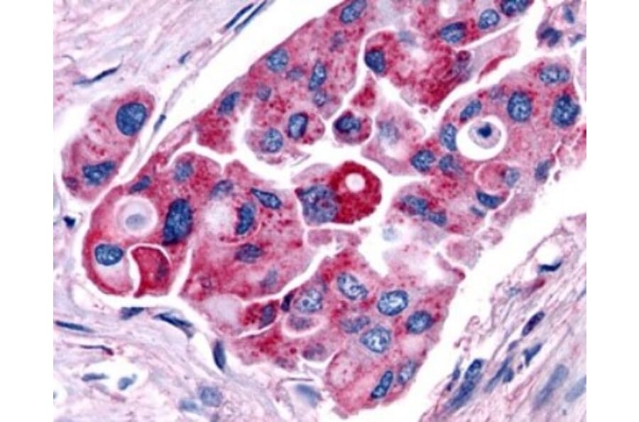 Immunofluorescence - Anti-TRHR Antibody (G954) - Antibodies.com