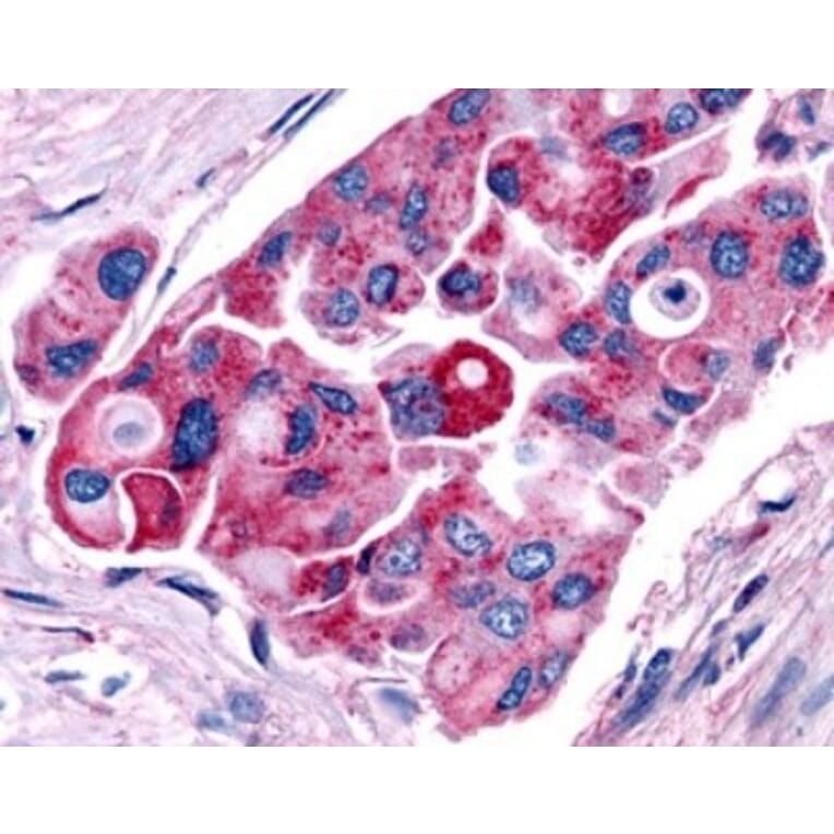 Immunofluorescence - Anti-TRHR Antibody (G954) - Antibodies.com