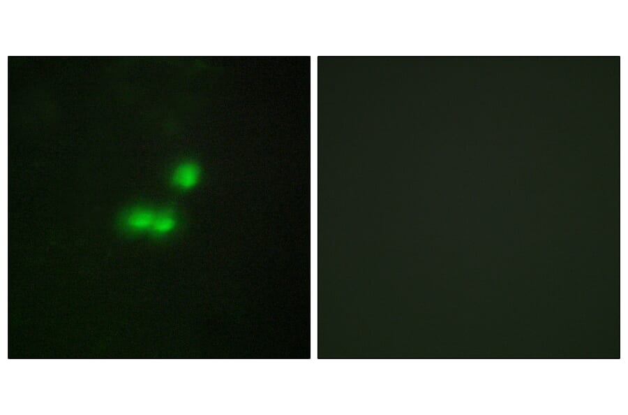 Immunofluorescence - Anti-TF3B Antibody (C11452) - Antibodies.com