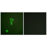 Immunofluorescence - Anti-SOX9 Antibody (B0576) - Antibodies.com