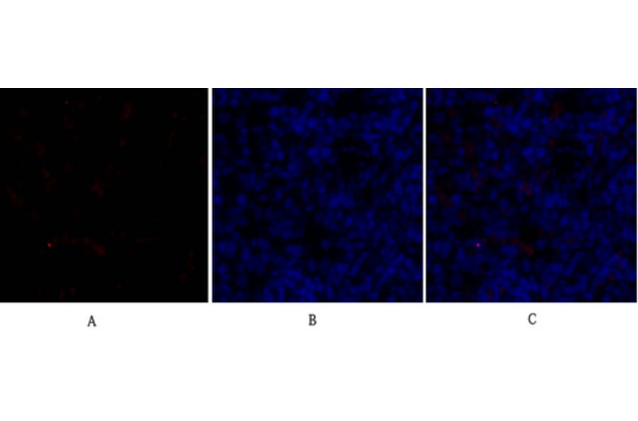 Immunofluorescence - Anti-SOX9 Antibody (B0576) - Antibodies.com