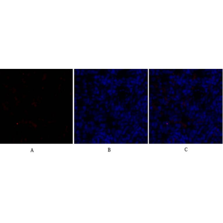 Immunofluorescence - Anti-SOX9 Antibody (B0576) - Antibodies.com