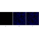 Immunofluorescence - Anti-SOX9 Antibody (B0576) - Antibodies.com