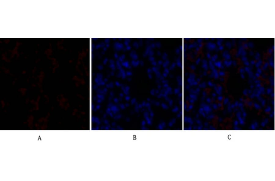Immunofluorescence - Anti-SOX9 Antibody (B0576) - Antibodies.com