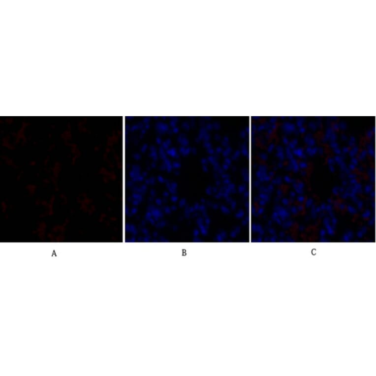 Immunofluorescence - Anti-SOX9 Antibody (B0576) - Antibodies.com