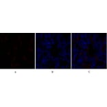 Immunofluorescence - Anti-SOX9 Antibody (B0576) - Antibodies.com