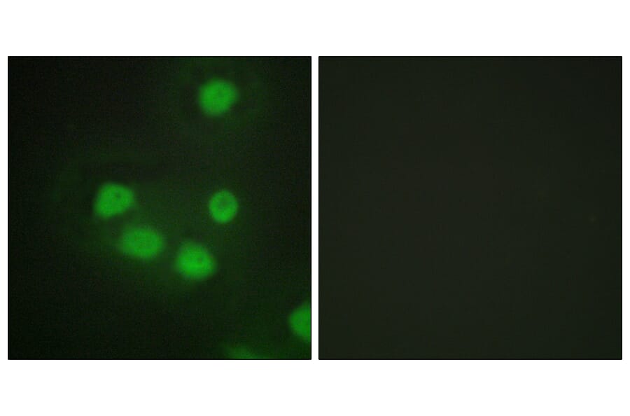 Immunofluorescence - Anti-SIX6 Antibody (C10233) - Antibodies.com