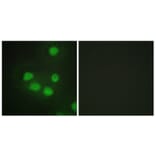 Immunofluorescence - Anti-SIX6 Antibody (C10233) - Antibodies.com