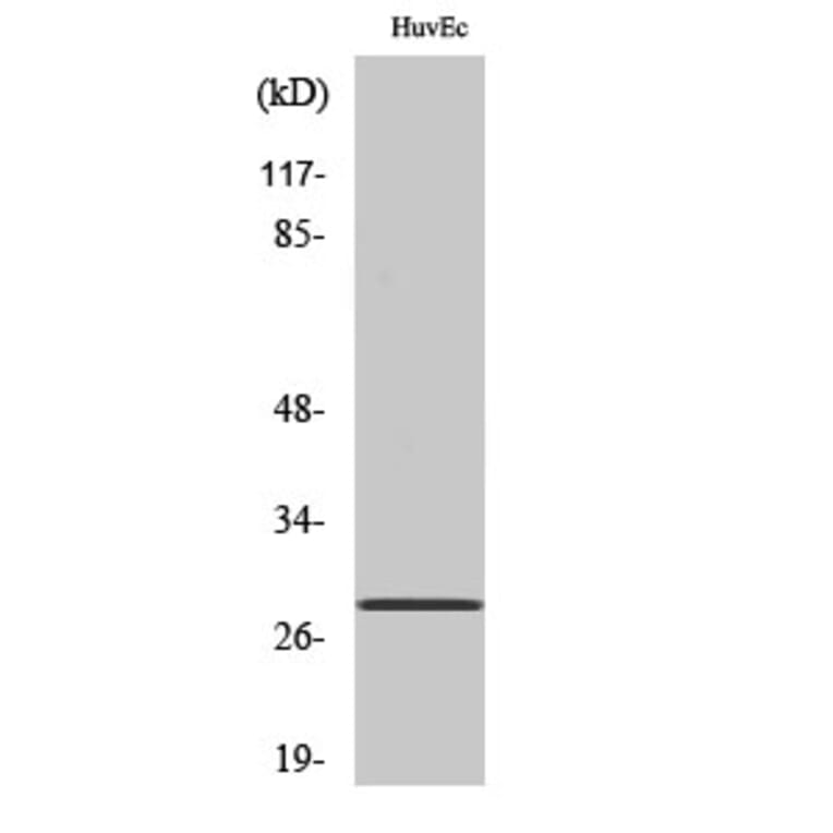 Western Blot - Anti-SIX6 Antibody (C10233) - Antibodies.com