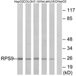 Western Blot - Anti-RPS9 Antibody (C14127) - Antibodies.com