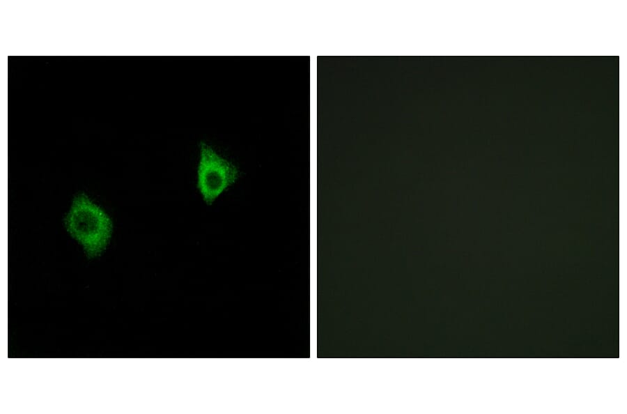 Immunofluorescence - Anti-RPS9 Antibody (C14127) - Antibodies.com