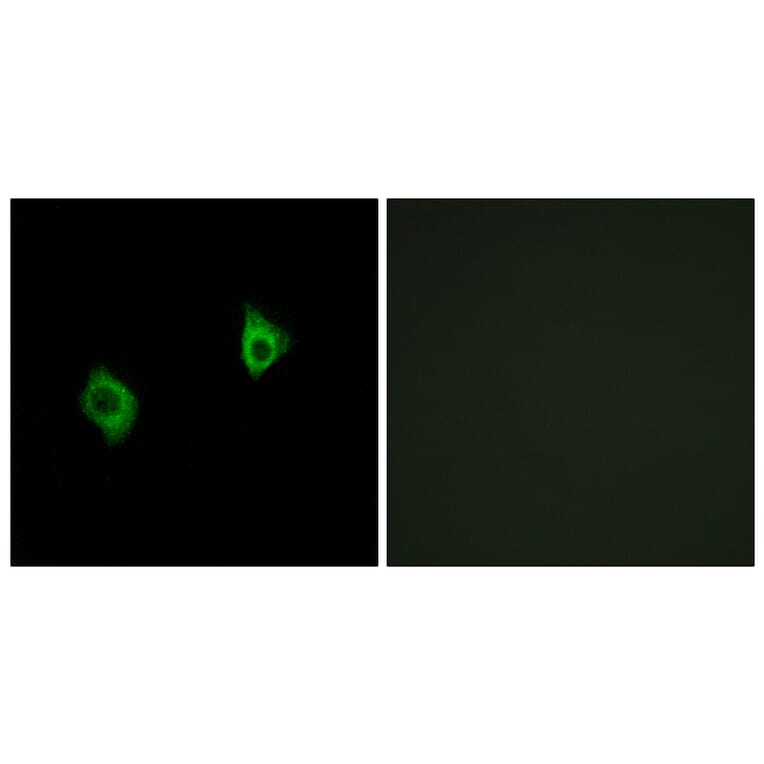 Immunofluorescence - Anti-RPS9 Antibody (C14127) - Antibodies.com