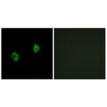 Immunofluorescence - Anti-RPS9 Antibody (C14127) - Antibodies.com
