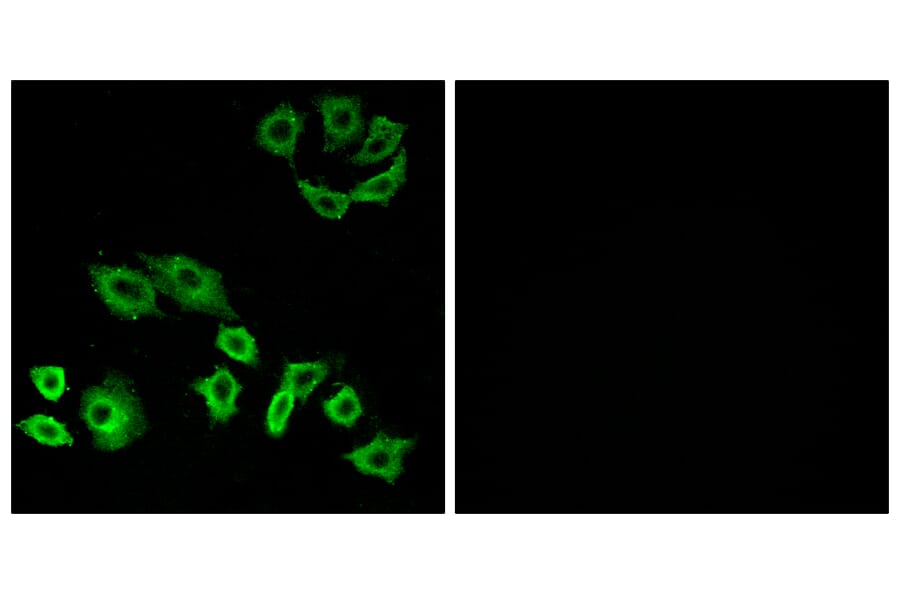 Immunofluorescence - Anti-RhoH Antibody (C11096) - Antibodies.com