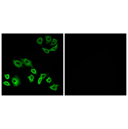Immunofluorescence - Anti-RhoH Antibody (C11096) - Antibodies.com