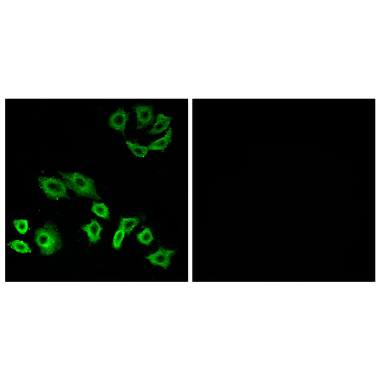 Immunofluorescence - Anti-RhoH Antibody (C11096) - Antibodies.com