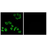 Immunofluorescence - Anti-RhoH Antibody (C11096) - Antibodies.com