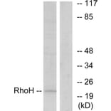 Western Blot - Anti-RhoH Antibody (C11096) - Antibodies.com