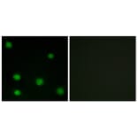 Immunofluorescence - Anti-RBM6 Antibody (C10790) - Antibodies.com