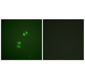 Immunofluorescence - Anti-PLK1 Antibody (B0554) - Antibodies.com