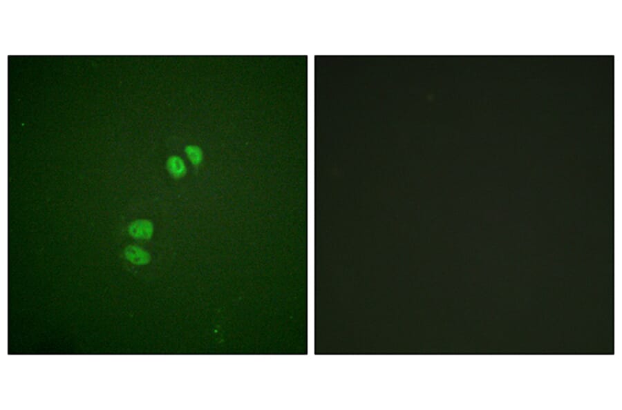Immunofluorescence - Anti-PLK1 Antibody (B0554) - Antibodies.com