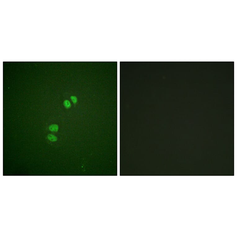 Immunofluorescence - Anti-PLK1 Antibody (B0554) - Antibodies.com