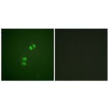Immunofluorescence - Anti-PLK1 Antibody (B0554) - Antibodies.com