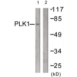 Western Blot - Anti-PLK1 Antibody (B0554) - Antibodies.com