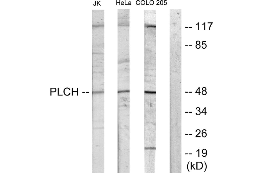 Western Blot - Anti-PLCH Antibody (C11166) - Antibodies.com