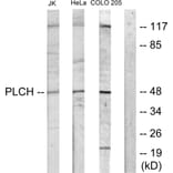 Western Blot - Anti-PLCH Antibody (C11166) - Antibodies.com