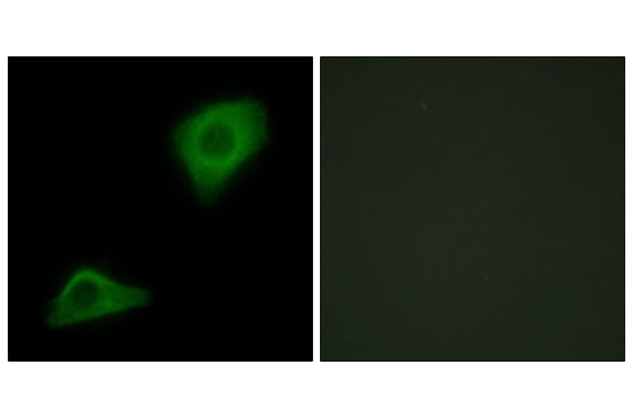 Immunofluorescence - Anti-PLCH Antibody (C11166) - Antibodies.com