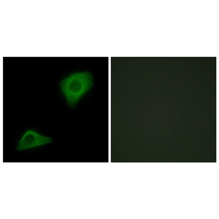 Immunofluorescence - Anti-PLCH Antibody (C11166) - Antibodies.com
