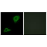 Immunofluorescence - Anti-PLCH Antibody (C11166) - Antibodies.com